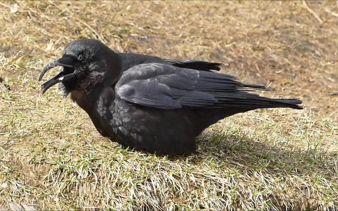 Northwestern Crow with deformed beak