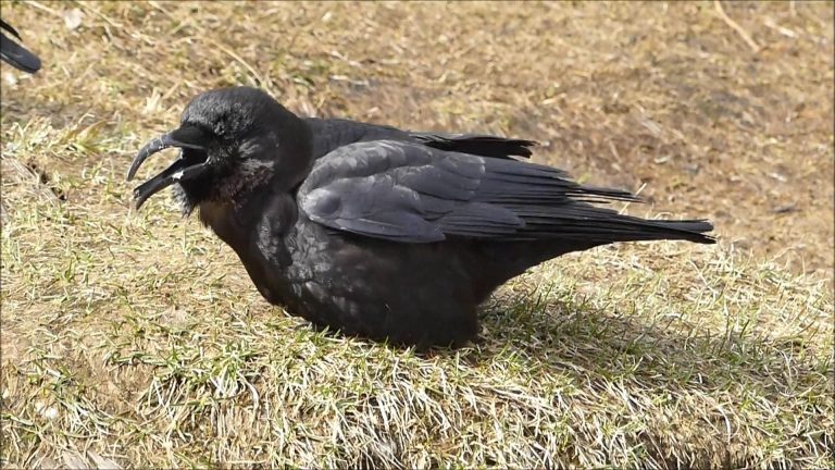 Northwestern Crow with deformed beak