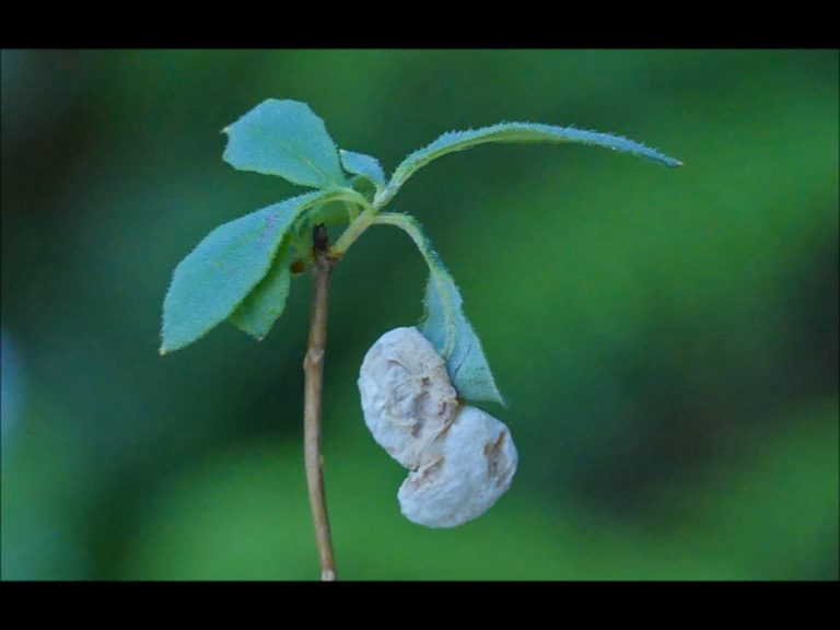 Ghost’s Ears and Fool’s Huckleberry