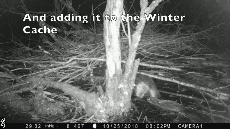 Beaver Caching Winter Food