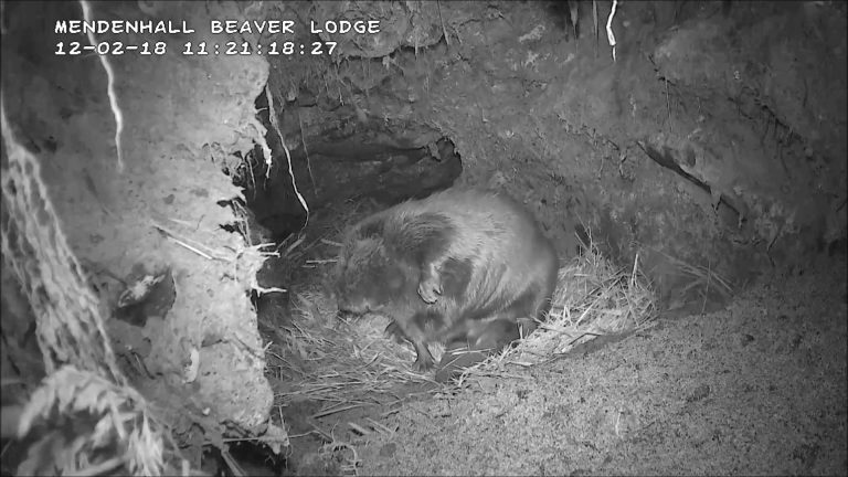 Inside a Beavers Lodge