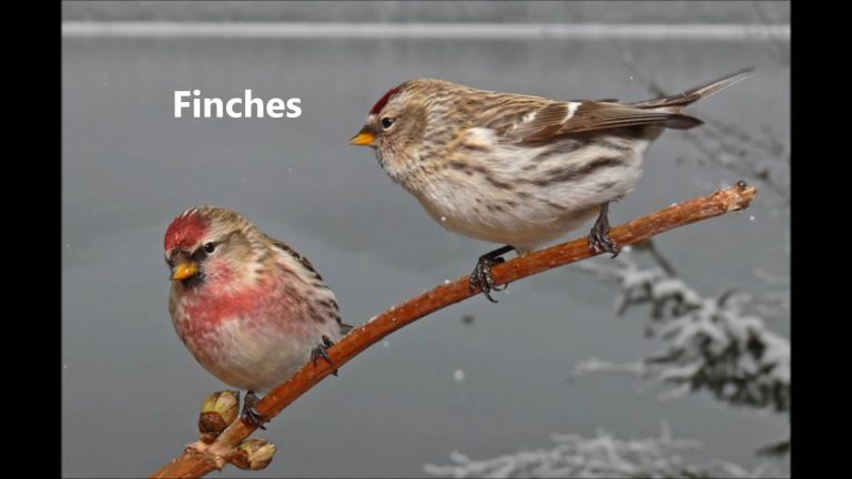 Finches