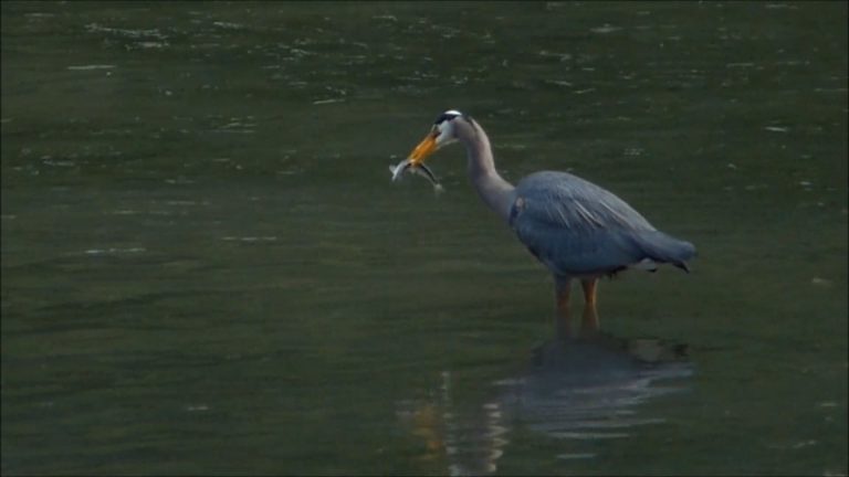Catch and Release Fishing