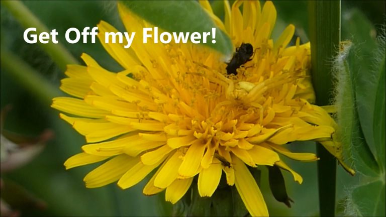 Get Off my Flower