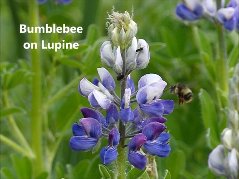 Bumblebee on Lupine