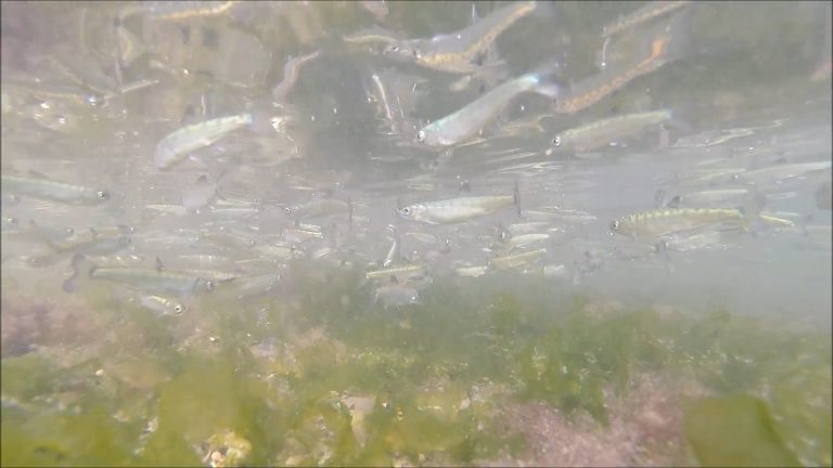 Coho Eat Herring Eggs and Yellowlegs Eat Both