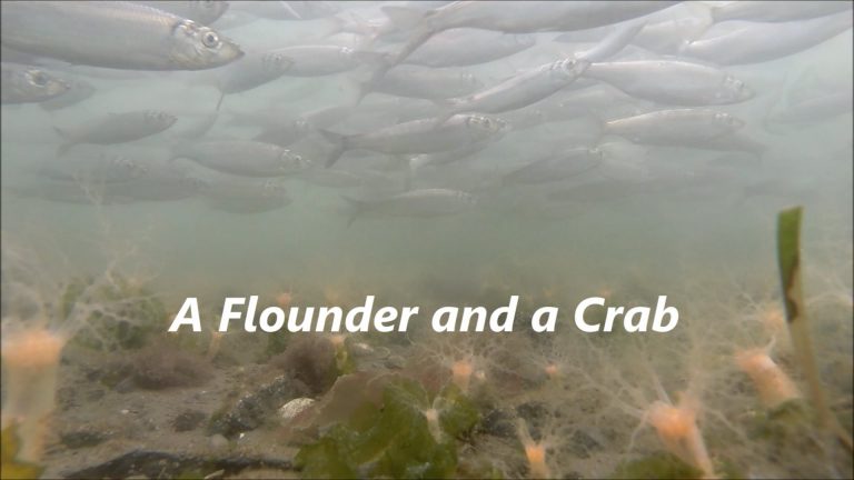 A Flounder and a Crab