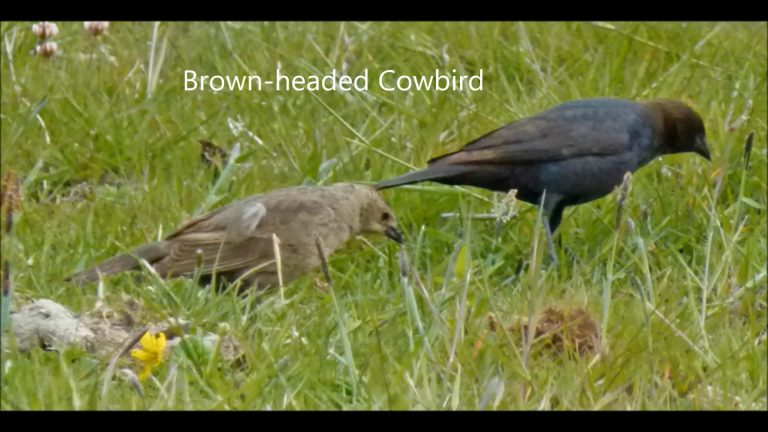 Blackbirds