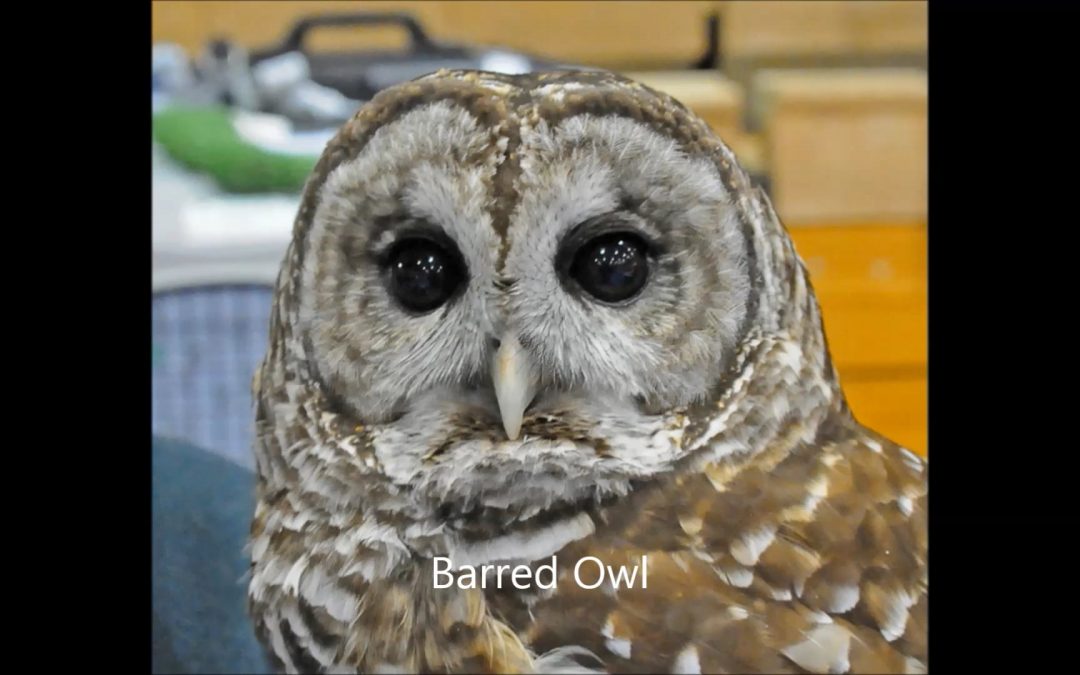 Owls