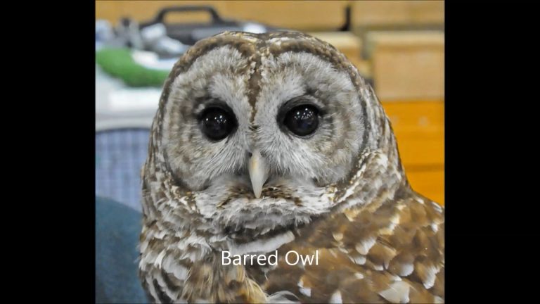 Owls