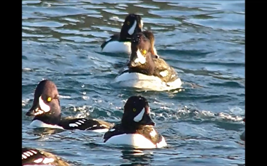 Barrow’s Goldeneyes Feeding on Mussels