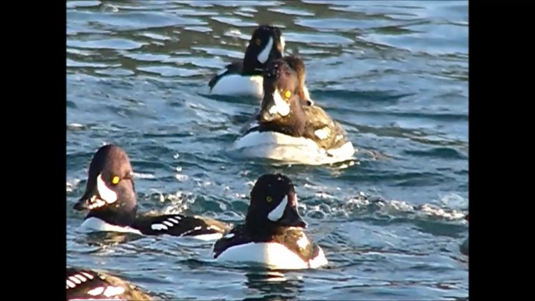 Barrow’s Goldeneyes Feeding on Mussels