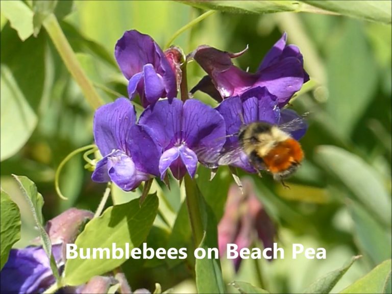 Bumblebee on Beach Pea