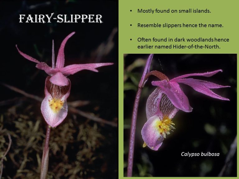 Orchids in Juneau