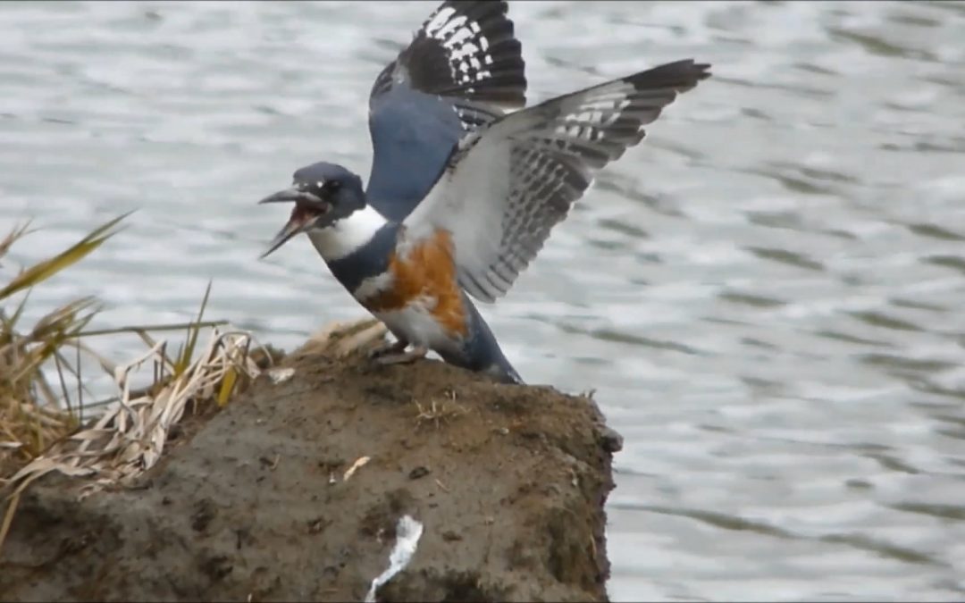 Belted Kingfisher