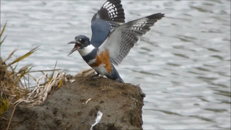 Belted Kingfisher