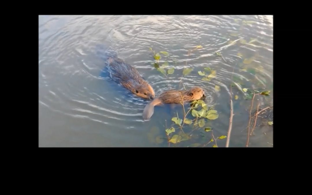 Beaver Kits
