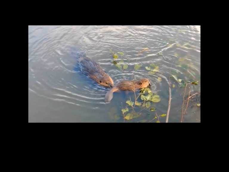 Beaver Kits