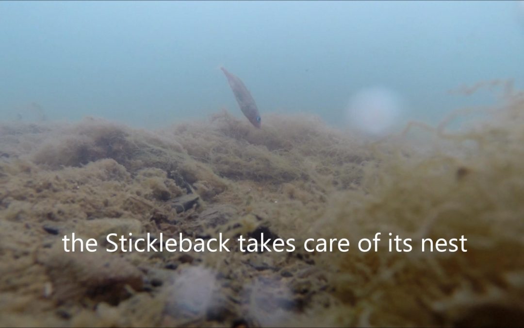 Male Stickleback Defends its Nest