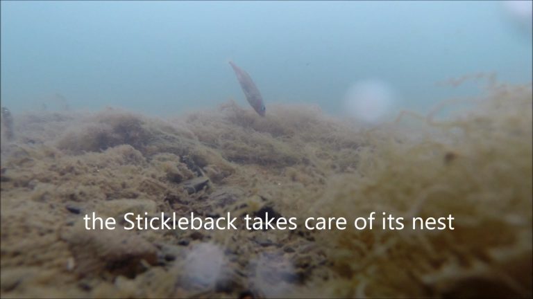 Male Stickleback Defends its Nest