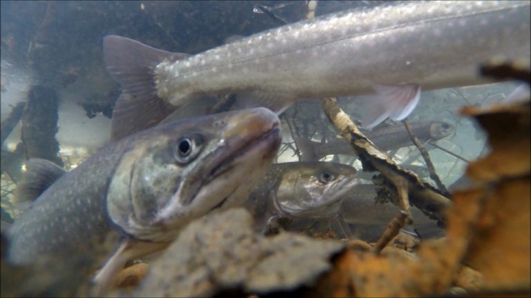 Dolly Varden in Winter