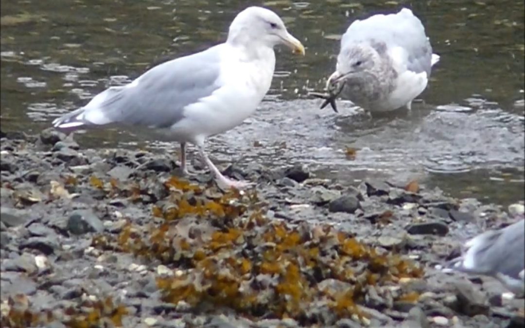 Gulls Eat Sea Stars