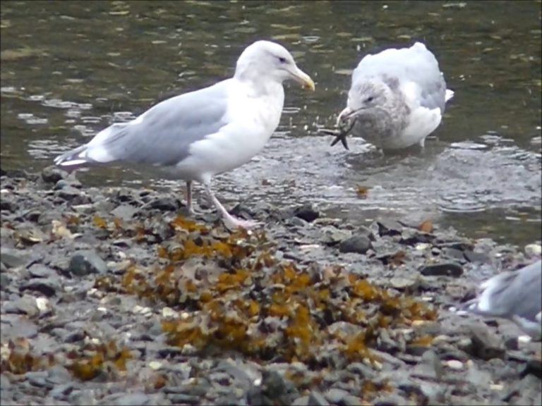 Gulls Eat Sea Stars