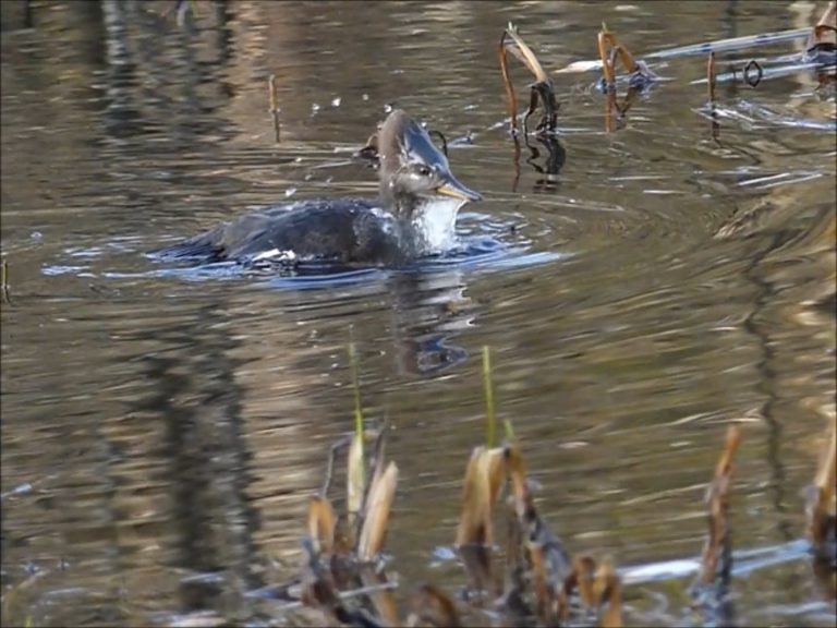 Hooded Merganser Feeds on Northern Case Maker Caddisflies