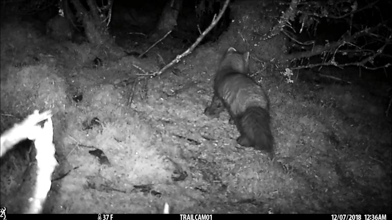 A Marten arrives and