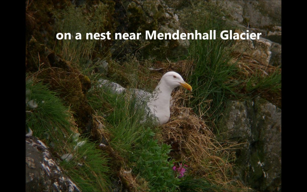 Glaucous-winged Gull raises a youngster