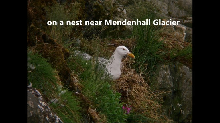 Glaucous-winged Gull raises a youngster