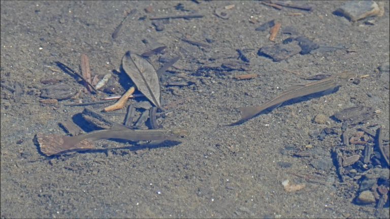 A Fish and Bird Mixing Zone