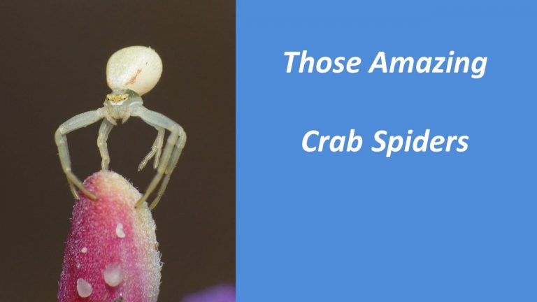 Those Amazing Crab Spiders