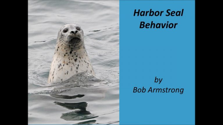 Harbor Seal Behavior