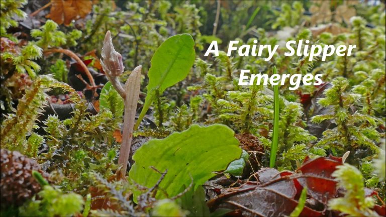 A Fairy Slipper Emerges