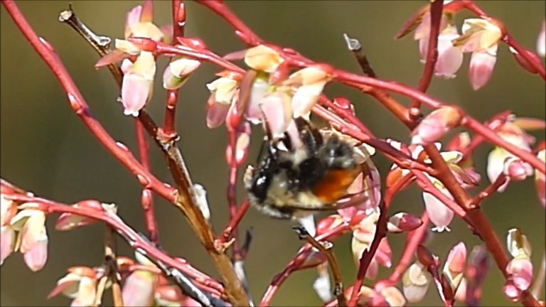 Queen Bumblebees visit Early Blueberry Blossoms