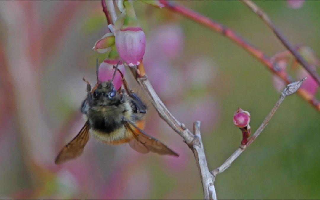 Queen Bumblebees on Early Blueberry Blossoms
