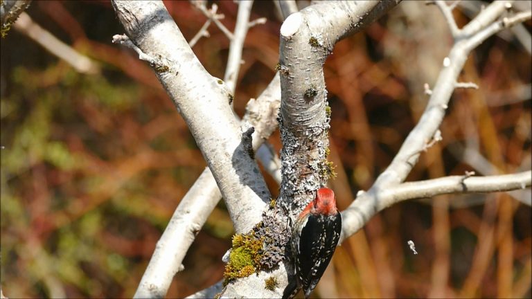 Looking for Food in Lichens and under Bark