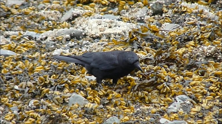 Foraging in the Fucus