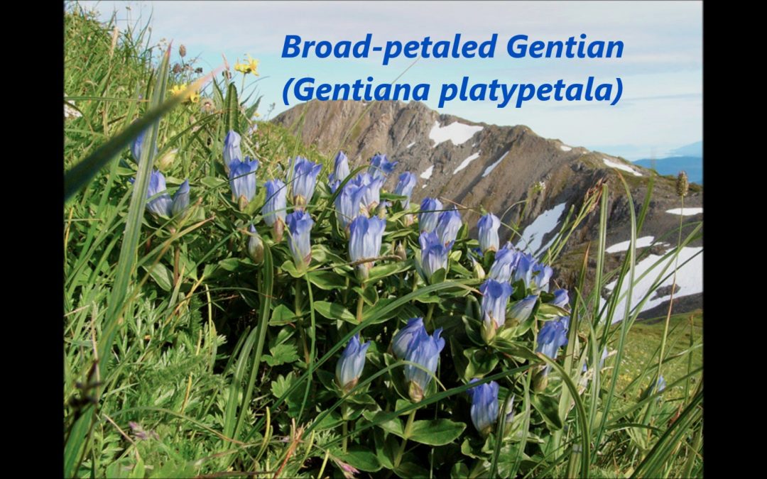 Gentians in the Alpine