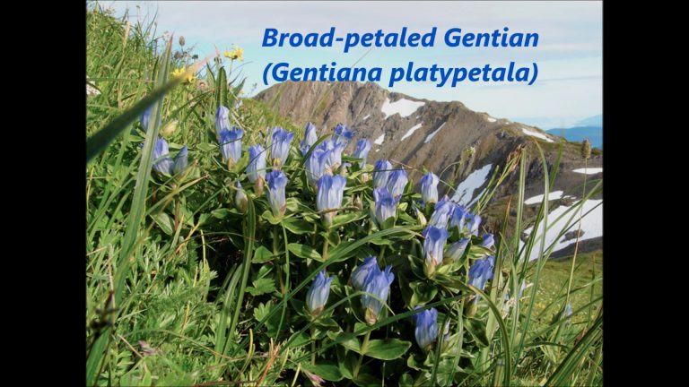 Gentians in the Alpine