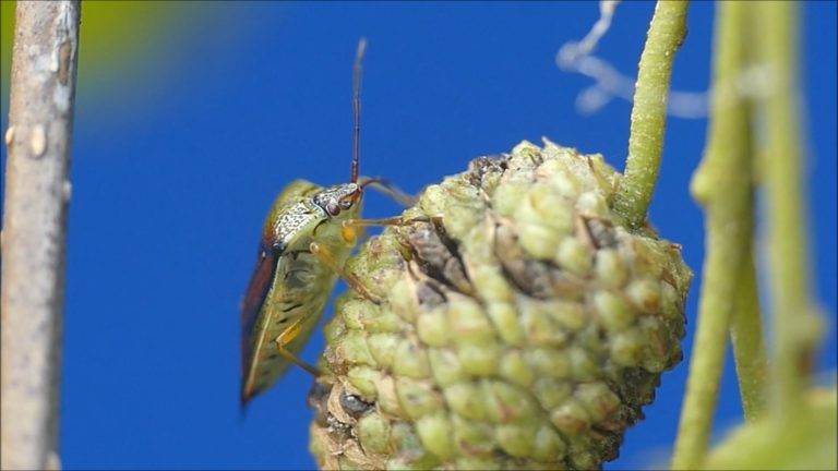 Stink Bug feeds on an Alder Cone