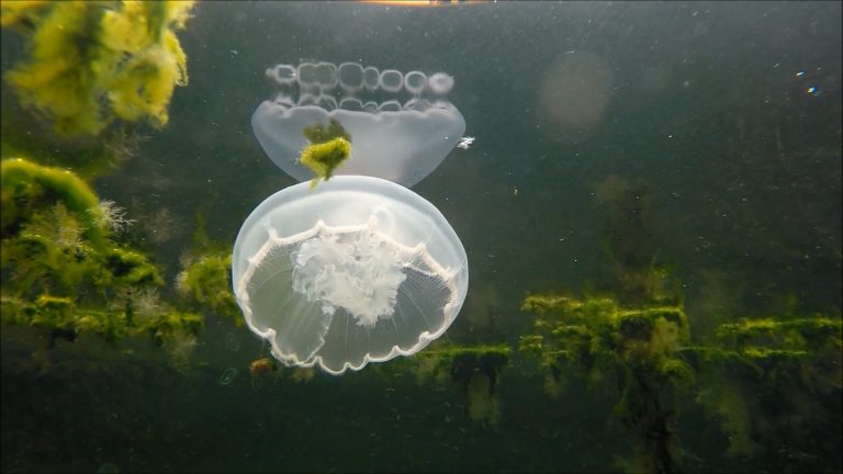 Marine Algae and Jellyfish