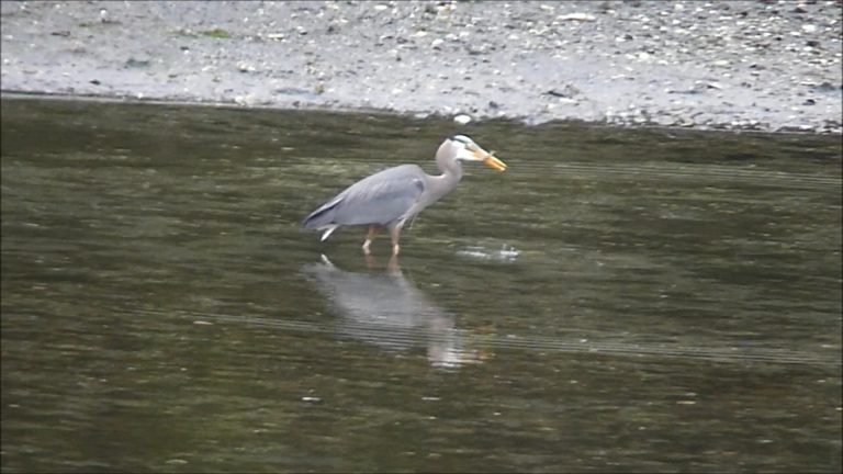 Heron  Eats a Flatfish