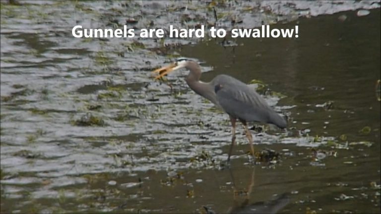 Gunnels are hard to swallow!
