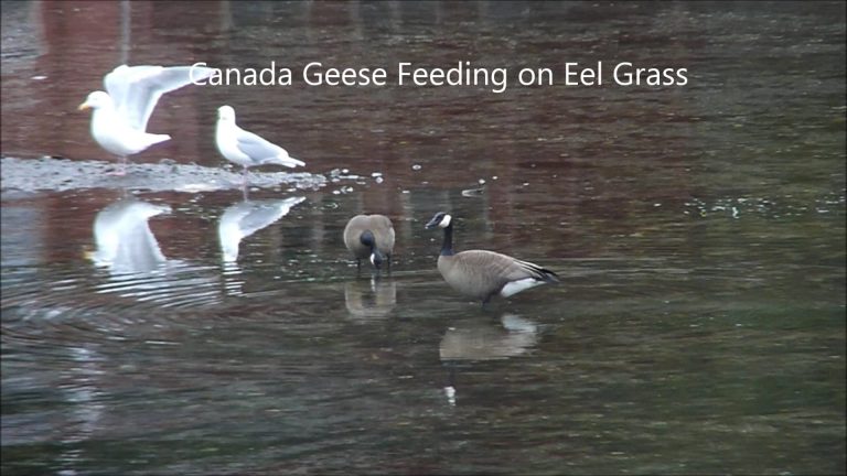 Canada Geese Feeding on Eel Grass
