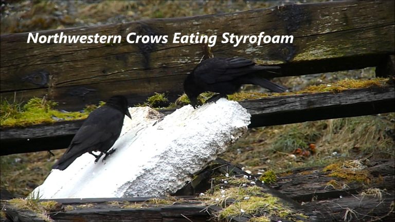 Northwestern Crows Eating Styrofoam