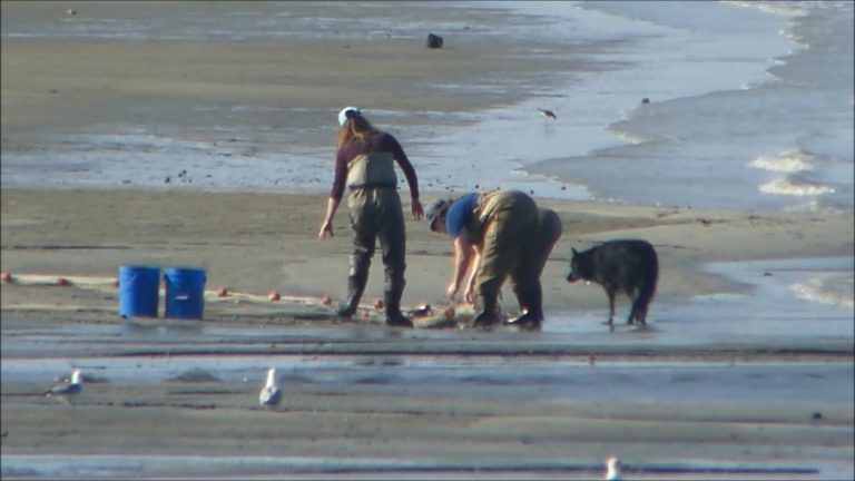 Seining for Flounder