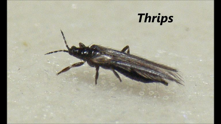Thrips
