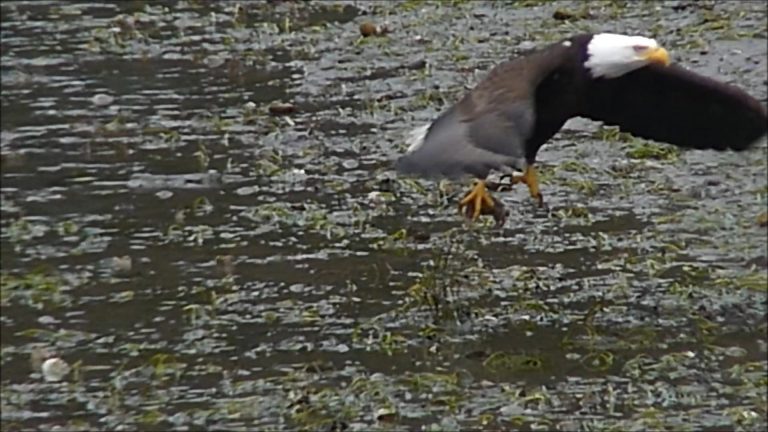 Bald Eagle Catches and Eats a Crab
